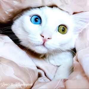 Don’t Shop Adopt 🐾